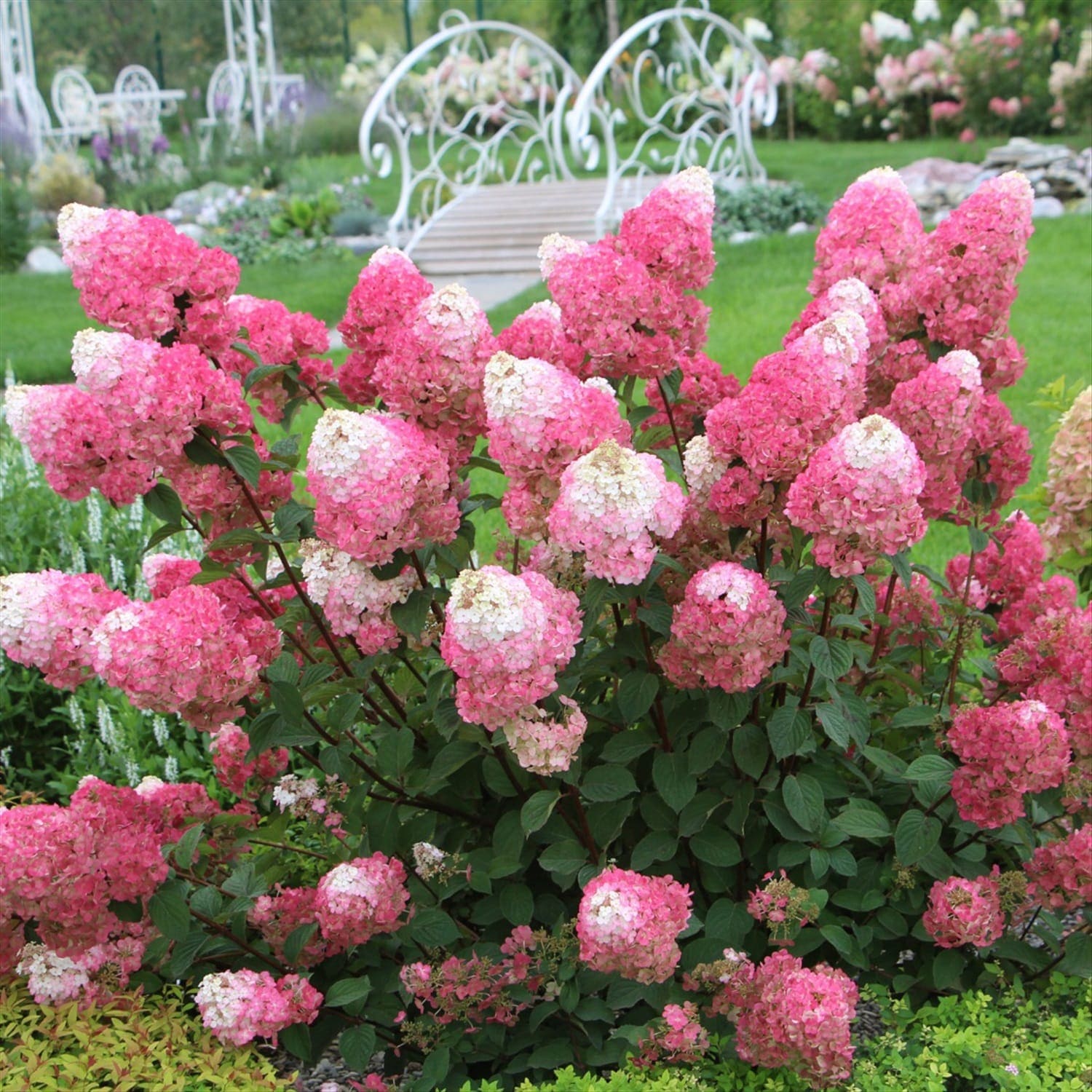 Гортензия метельчатая Strawberry Blossom, 5л