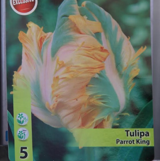 Тюльпан Parrot King (Пэррот Кинг)