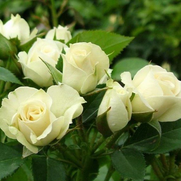 Роза Спрей Вайт Микадо (White Micado)