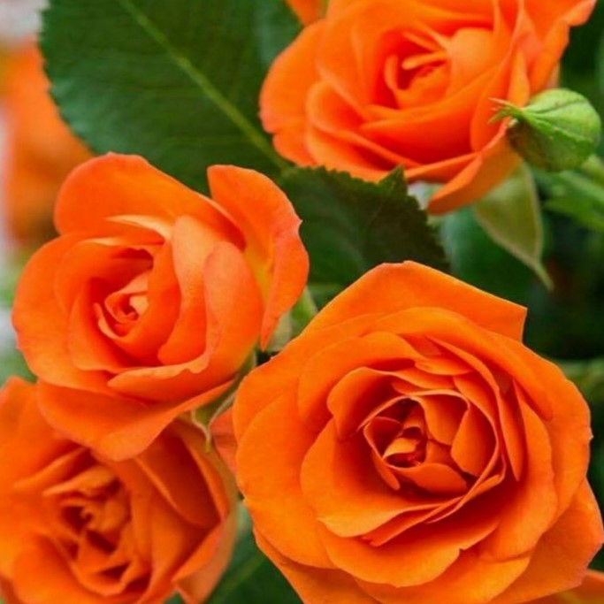 Роза Флорибунда Оранж Беби (Orange Baby)