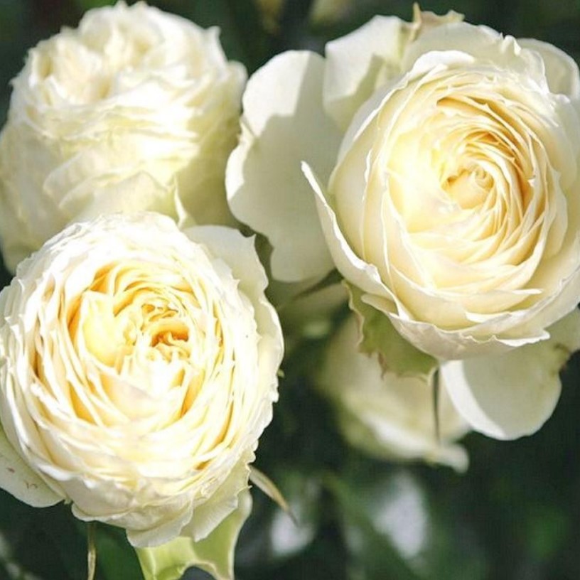 Роза Английская Вайт Охара (White Ohara)
