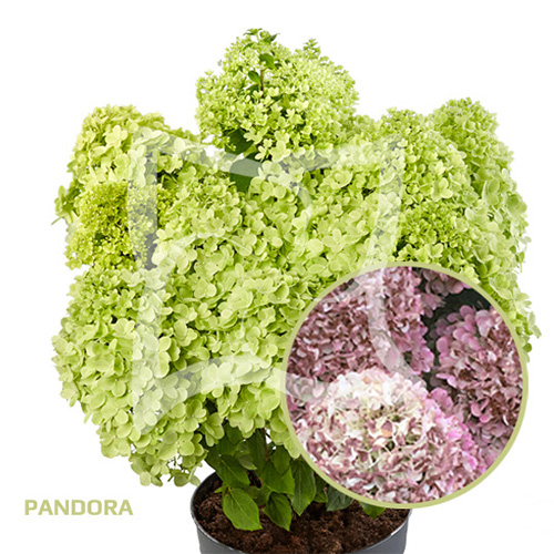 Гортензия метельчатая Pandora (Пандора), 5л