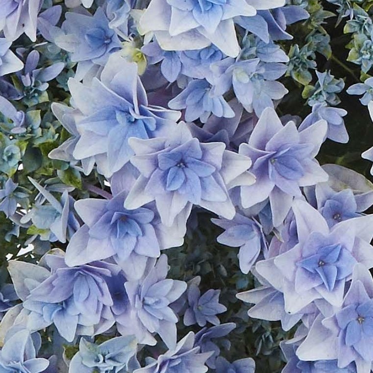 Гортензия крупнолистная Floria Blue (Флория Блю), 5л