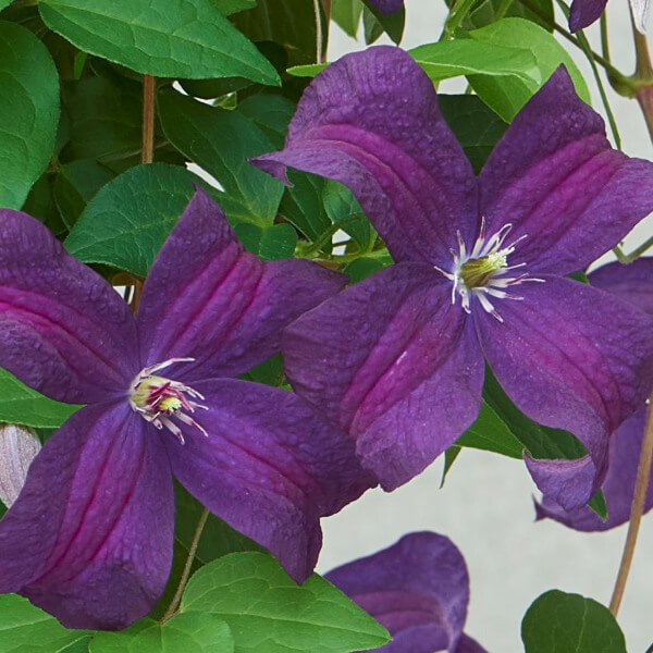 Клематис Ayako (Айако)