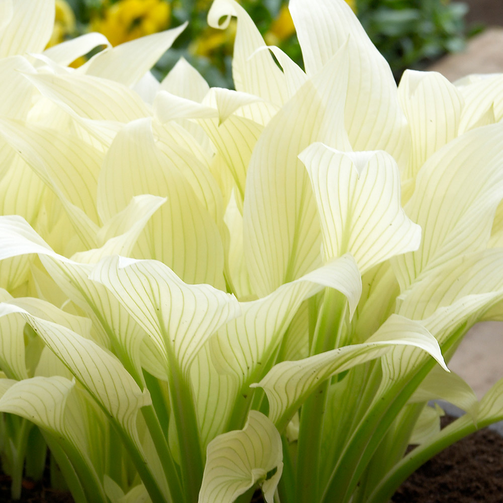 Хоста White Feathers (Вайт Фиверс)
