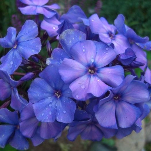 Флокс метельчатый Blue Paradise (Блю Парадайз)