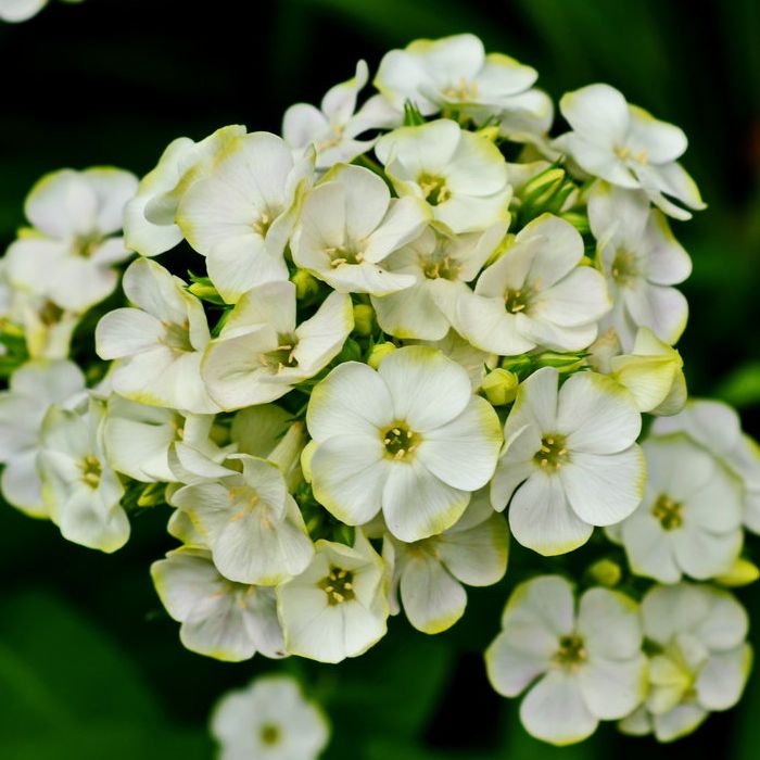 Флокс метельчатый Orchid Green (Орхид Грин)