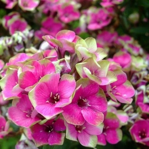 Флокс метельчатый Orchid Yellow (Орхид Йеллоу)