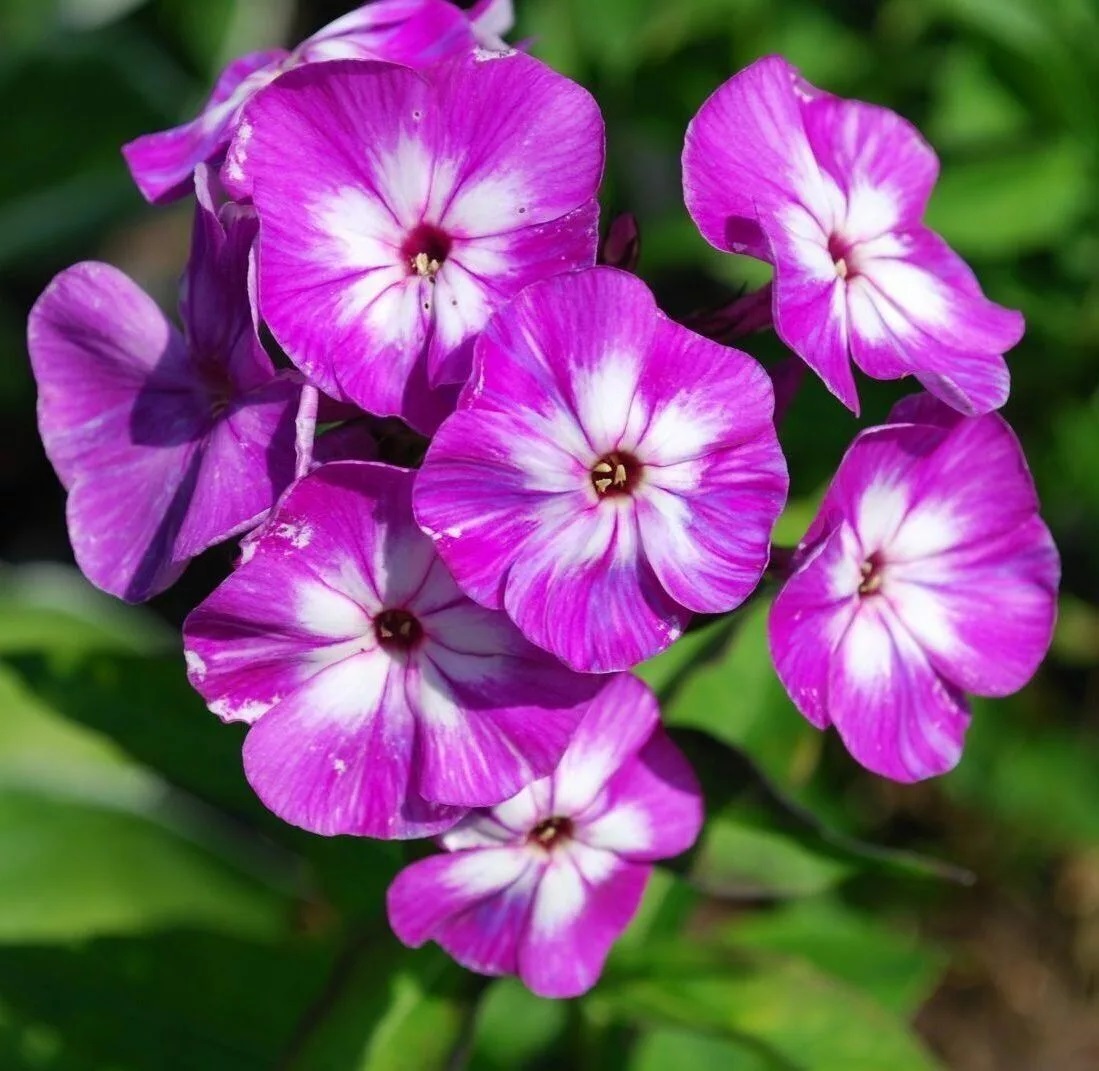 Флокс метельчатый Purple Kiss (Перпл Кисс)