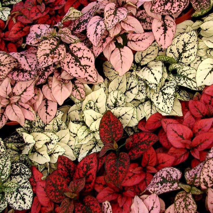 Гипоэстес (Hypoestes)