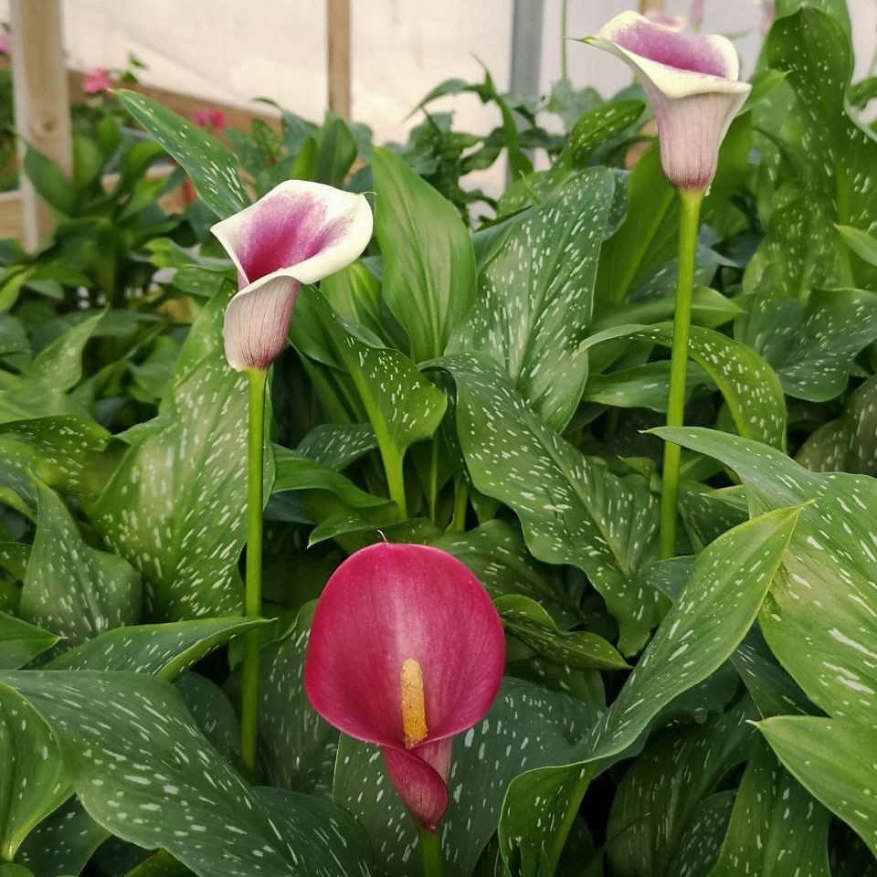 Калла Лилия (Calla Lily)