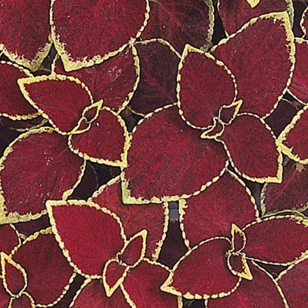 Колеус Scarlet (Скарлет)