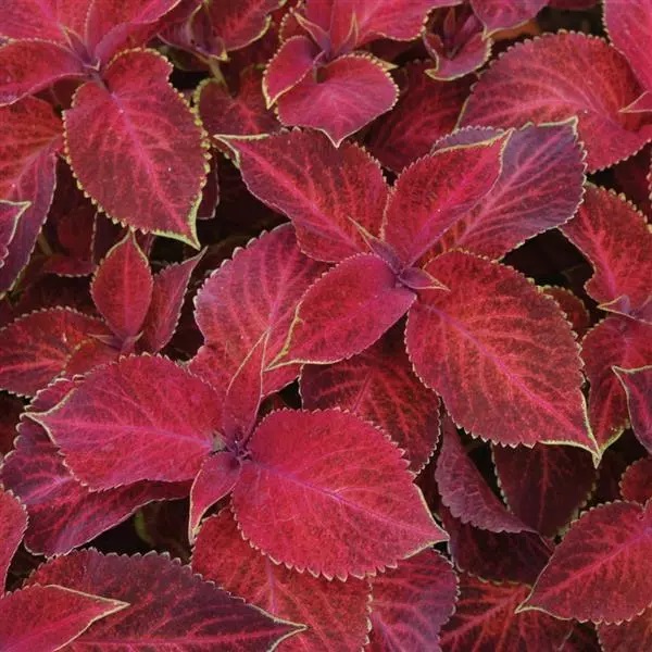 Колеус Velvet Red (Велвет Ред)
