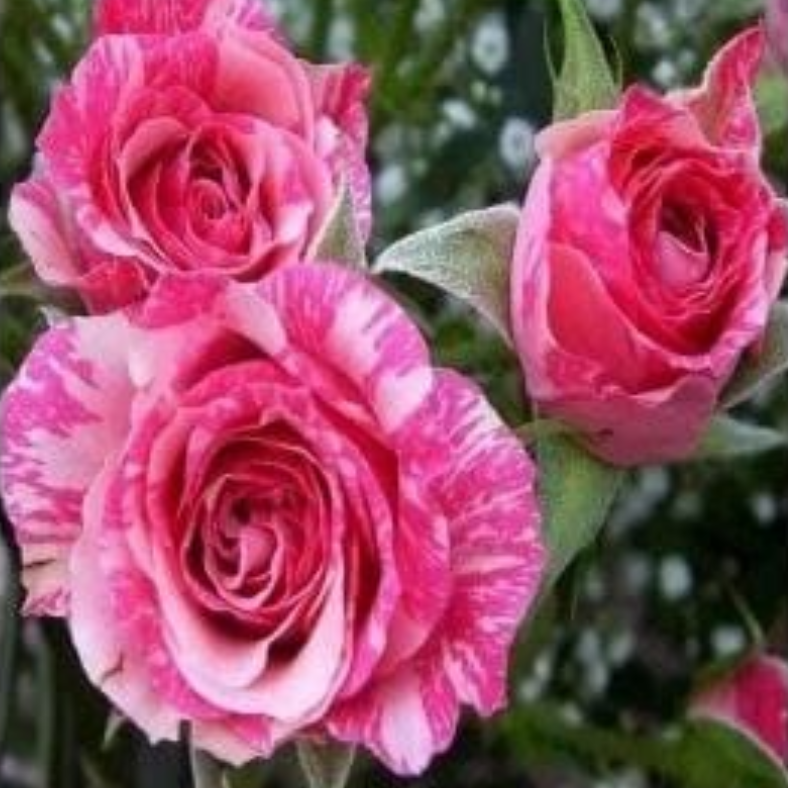 Роза Спрей Пинк Флеш (Pink Flash)
