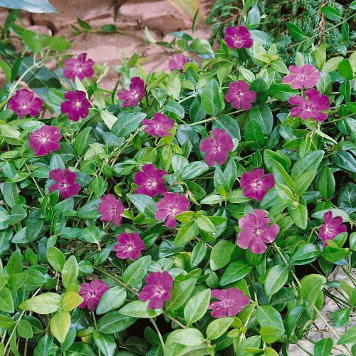 Барвинок малый Atropurpurea (Атропурпуреа)