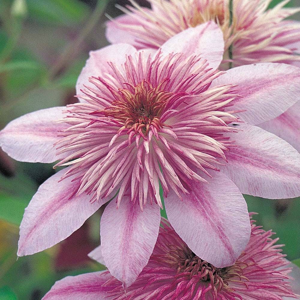 Клематис махровый Empress (Эмпресс)