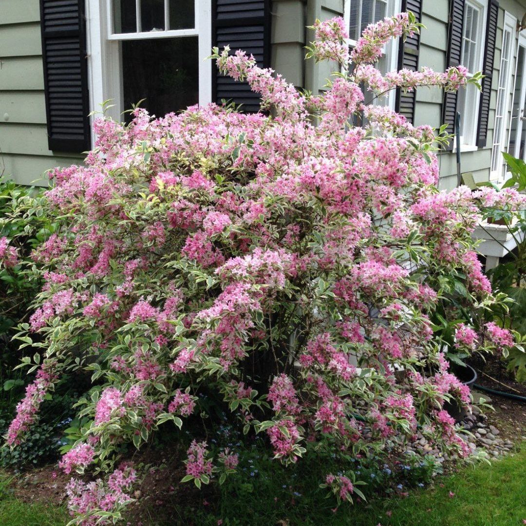 Вейгела цветущая Variegata (Вариегата)