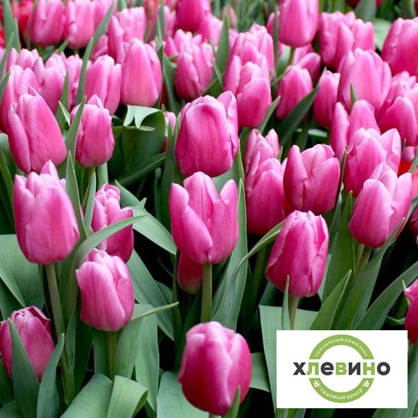 Тюльпан Триумф Jumbo Pink