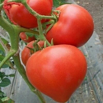 Томат Большая мамочка
