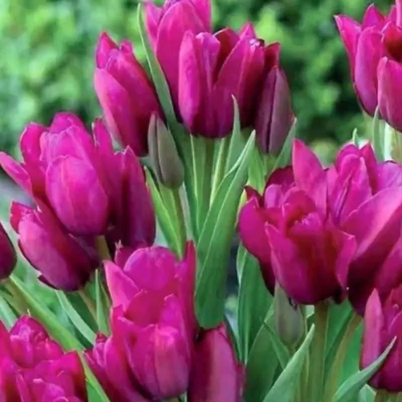 Тюльпан Многоцветковый Purple Bouquet (Перпл Букет)