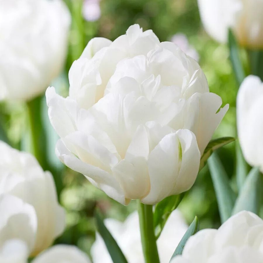 Тюльпан Пионовидный Up White (Ап Вайт)
