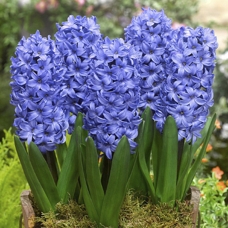 Гиацинт Delft Blue (Делфт Блю)