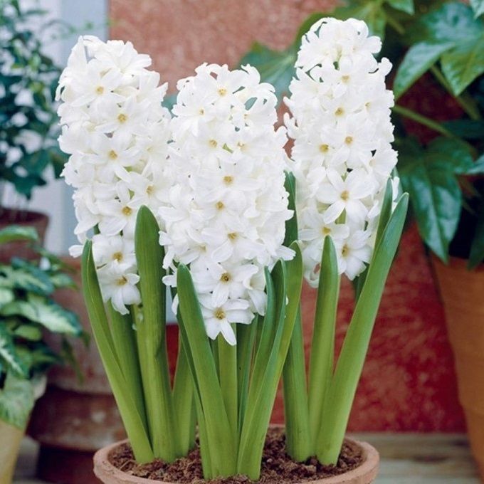 Гиацинт White Pearl (Вайт Перл)